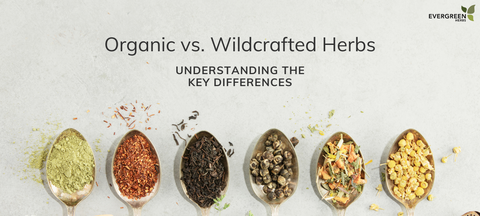 Organic vs. Wildcrafted Herbs: Understanding the Key Differences