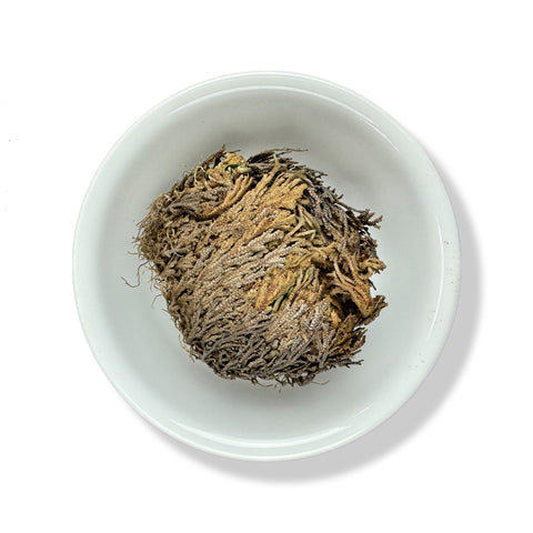 Doradilla (Jericho Flowers)