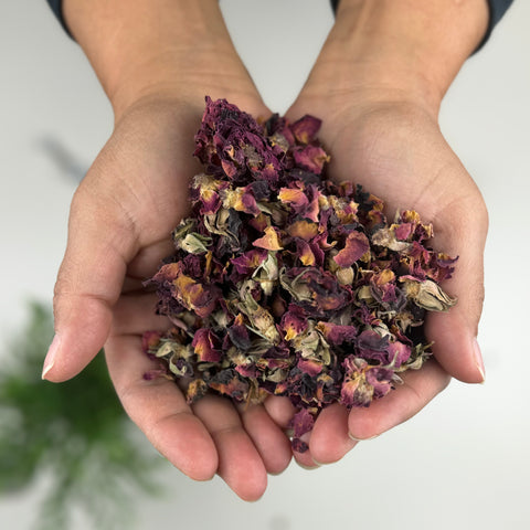 Hands holding a pile of dried red rose buds.