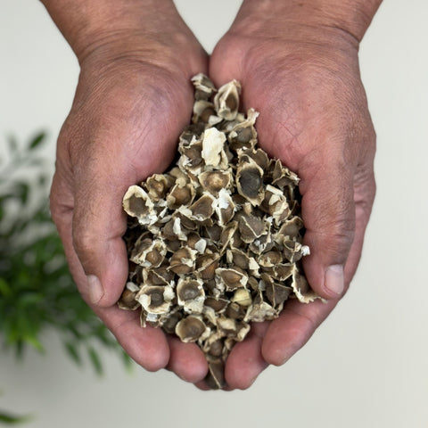 Moringa Seeds