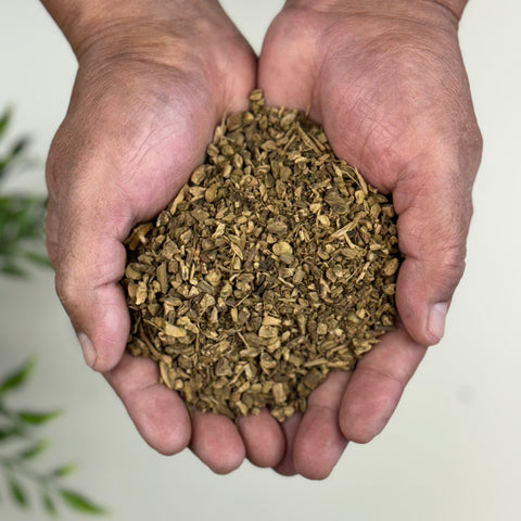 Hands holding Yellow Dock Root, which is used in traditional herbal medicine.
