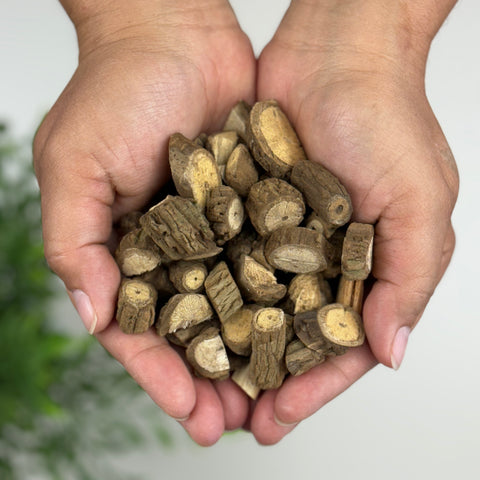 Pair of hands holding dried Mikania glomerata roots, also known as Palo Guaco.