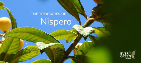 Discover the Treasures of Nispero