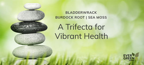Bladderwrack, Burdock Root, and Sea Moss - A Trifecta for Vibrant Health