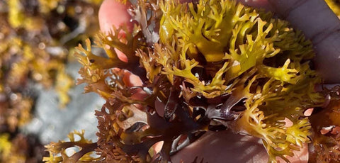 Raw Sea Moss being held in a human hand