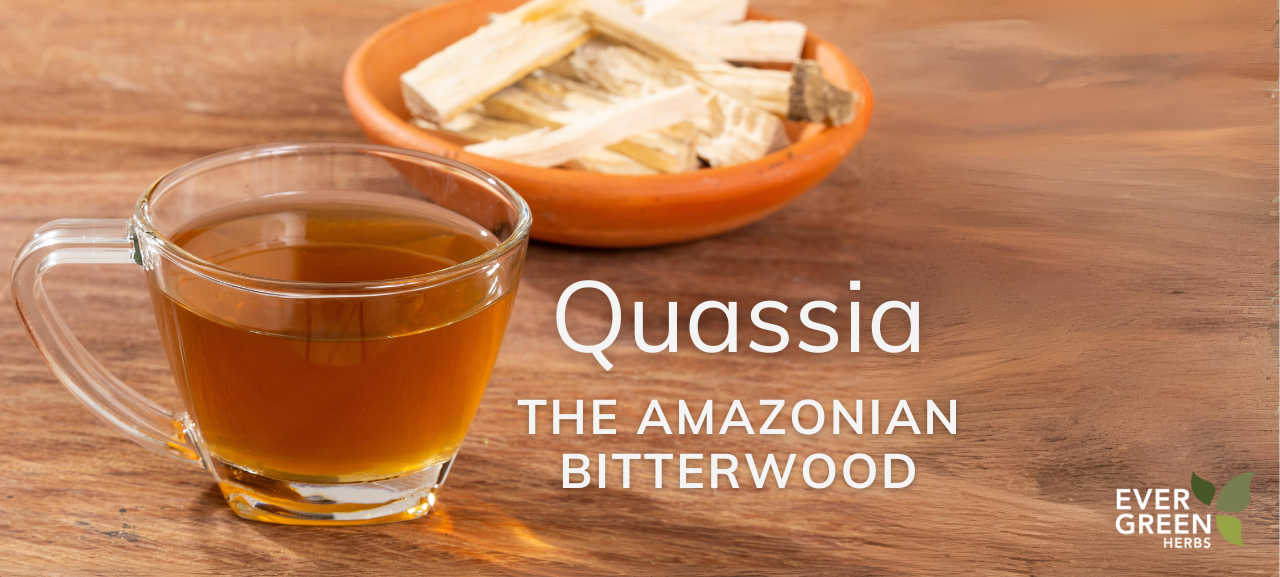 Quassia: The Amazonian Bitterwood