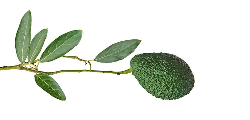 The Healing Powers of Cocolmeca