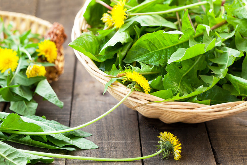 Benefits of Dandelion Leaves - More than Just a Weed