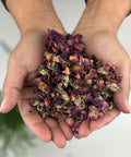 Hands holding a pile of dried red rose buds.