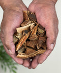 Pair of hands holding dried pieces of Palo Mulato (Bursera simaruba) bark.