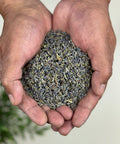 Hands holding a pile of dried lavender flowers