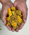 Hands holding dried calendula flowers with vibrant golden petals and brownish-green calyxes.