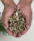Hands holding Moringa oleifera seeds, also known as Moringa seeds.
