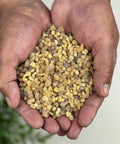 Hands holding beige-colored Frankincense resin beads against a white background.