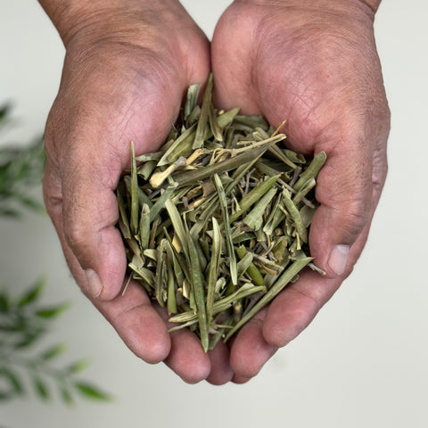 Olive Leaf (Hoja De Olivo) - 10 lbs.