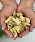 Hands holding dried Quassia wood cut pieces