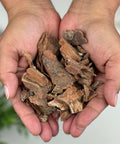 Pair of hands holding dried pieces of Cuachalalate bark, an herbal remedy from Mexico.