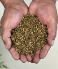 Hands holding Yellow Dock Root, which is used in traditional herbal medicine.