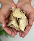 A set of hands holding a handful of dried Wereke roots