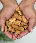 Hands holding Dried Semilla de Zopilote pieces.