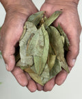 A pair of hands containing dried soursop leaves.