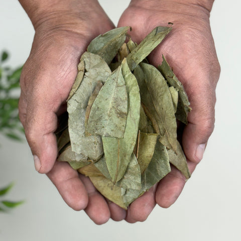 Soursop Leaves (Hoja De Guanabana)