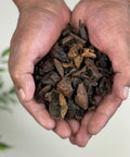 A Pair of hands holding dried black walnut hull pieces