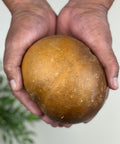 Pair of hands holding a single Guaje Cirial with a beige-brown skin placed.