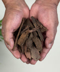 Pair of hands holding dried Tepezcohuite tree bark pieces.