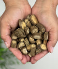 Pair of hands holding dried Mikania glomerata roots, also known as Palo Guaco.