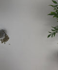 Video of Evergreen Herbs Black Walnut Hulls being displayed in a pouch and poured out into a bowl.