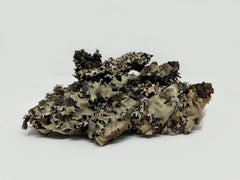 Pulmonaria (4oz)