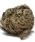 Dried Jericho Flower (Doradilla) curled into a ball,