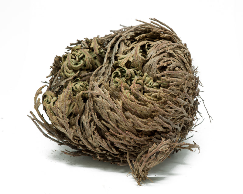doradilla, jericho flower, mexican herbs 