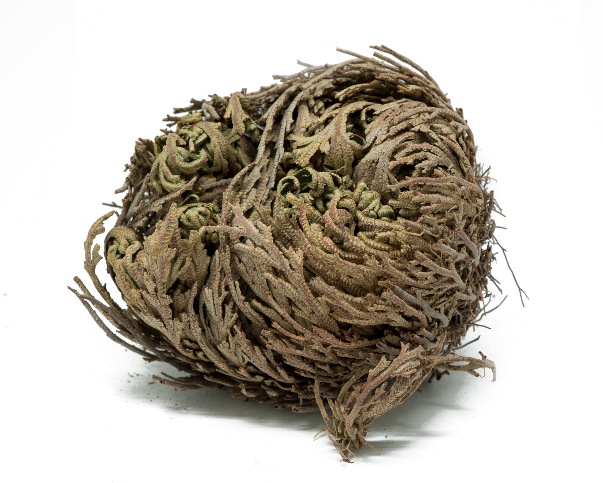 doradilla, jericho flower, mexican herbs 